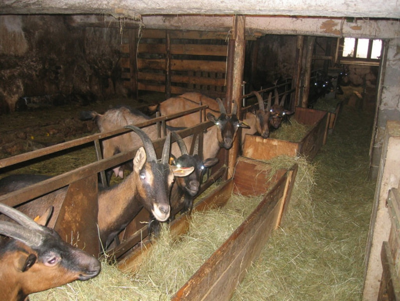 1981 - 2019 : La ferme Vellay - Candiago